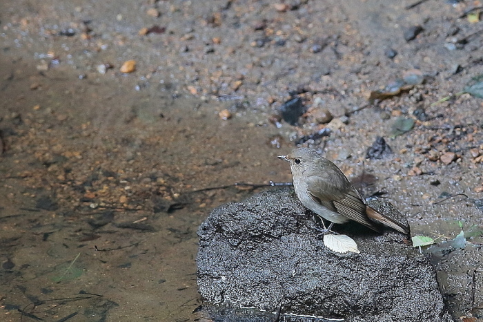 水場のオオルリ_d0334291_16315638.jpg