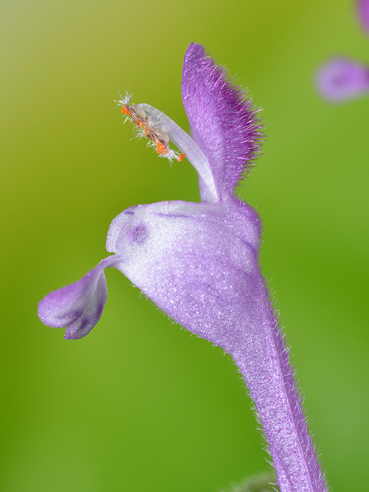 ホトケノザの花　-シソ科の花１_d0163696_19301273.jpg