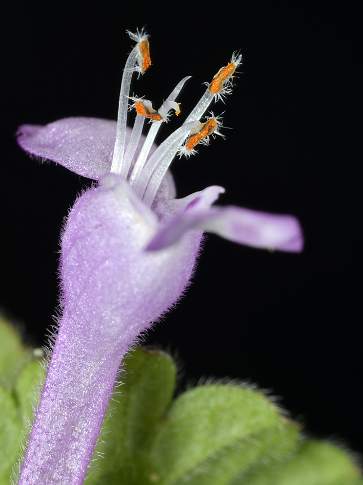 ホトケノザの花　-シソ科の花１_d0163696_19302478.jpg