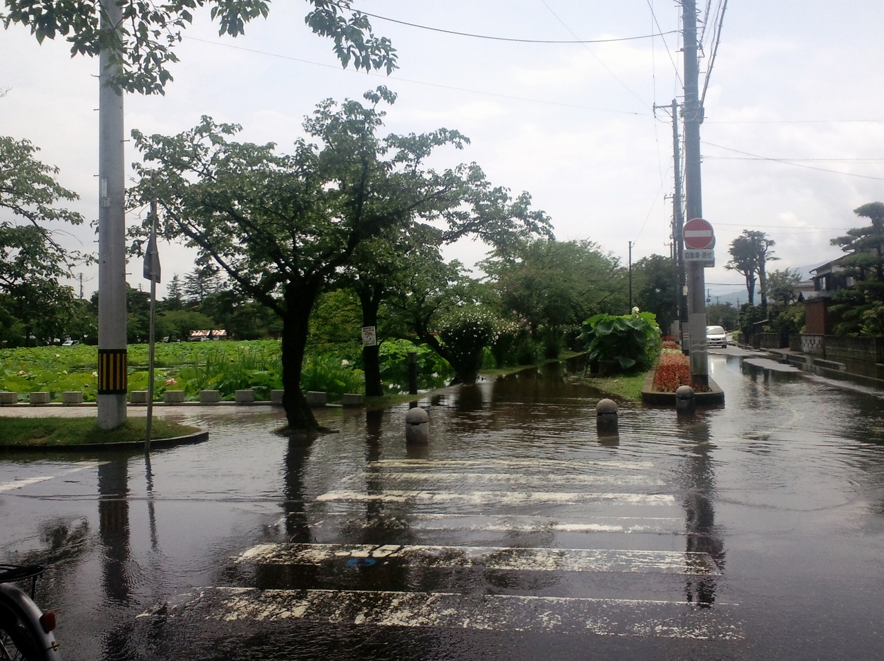 高田公園外堀水あふれ雷魚飛び出る_b0163804_12405775.jpg