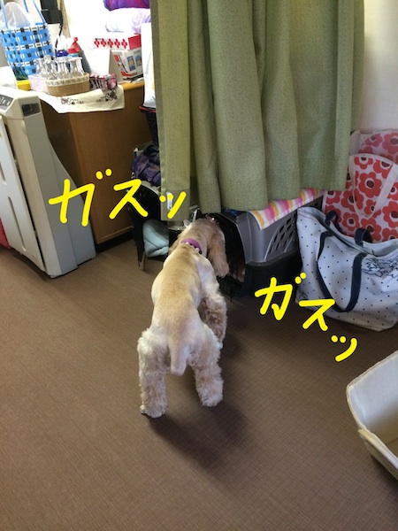 カーミングシグナル?_b0067012_141033.jpg