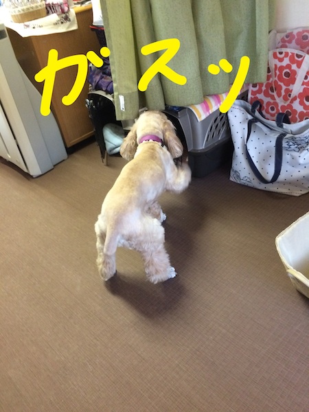 カーミングシグナル?_b0067012_164098.jpg