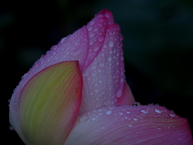 雨上がりの蓮田　’16/07/27_d0048812_11195.jpg