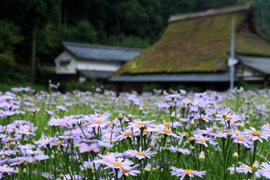 北山友禅菊 満開 久多の里_e0048413_18434036.jpg