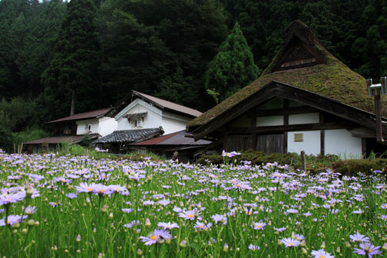 北山友禅菊 満開 久多の里_e0048413_18435244.jpg