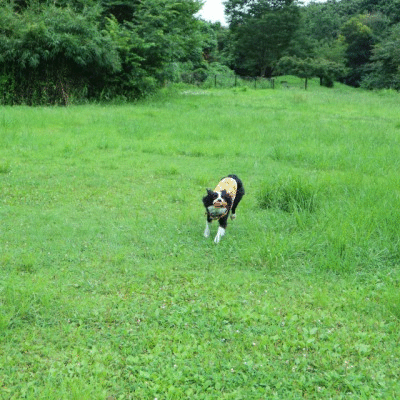 a0232619_2001512.gif