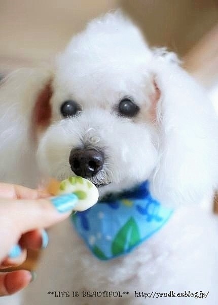 おめでとう15歳!!!_d0083623_173813.jpg