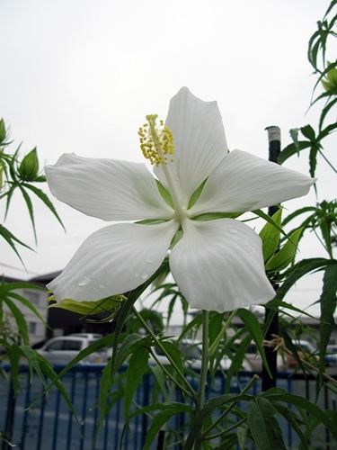 夏の庭 その2_f0129726_22330723.jpg