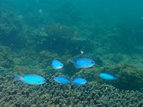 2016年7月27日(水・晴れ)甲浦_d0164831_14213434.jpg
