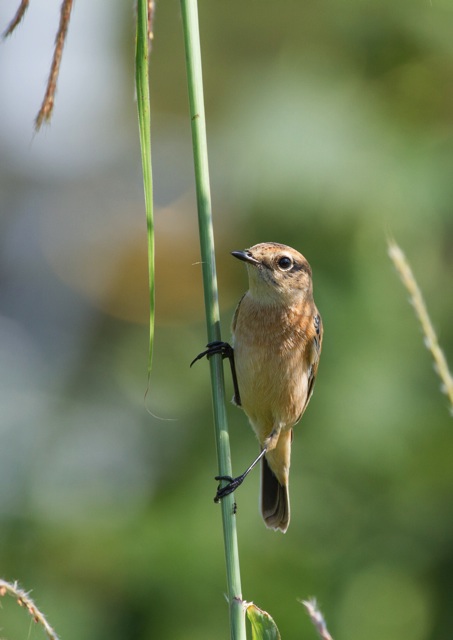 7/27　対馬の野鳥写真展　出展写真_a0080832_23113896.jpg