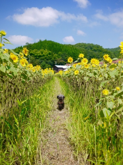 今年も会えたん？？君田のひまわり_f0191444_15504959.jpeg