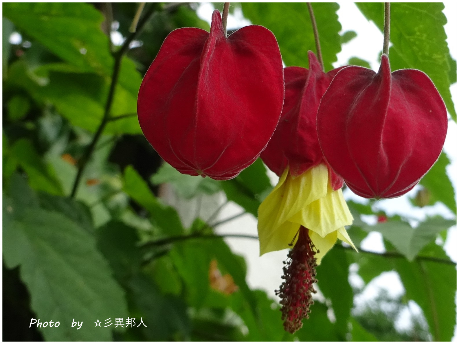 夏に咲く赤い花 ２３５３ オカリナ エトランゼ 彡異邦人