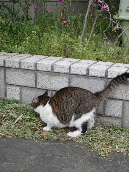 谷端川暗渠。北池袋～下板橋間、変電所内の蓋暗渠（擬き？）と井戸守猫ちゃ_d0250051_13465889.jpg