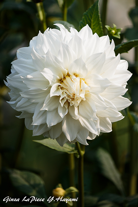 花のある風景 白のダリア_b0133053_0384250.jpg