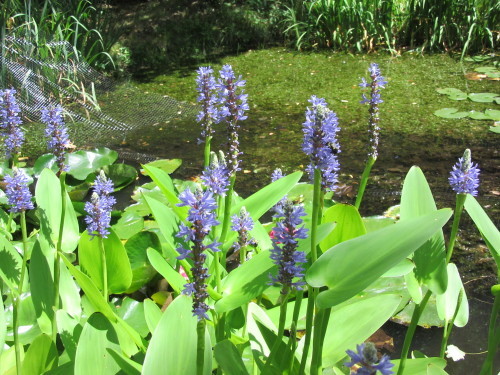 金魚池は花盛りだった。_b0247153_03370529.jpg