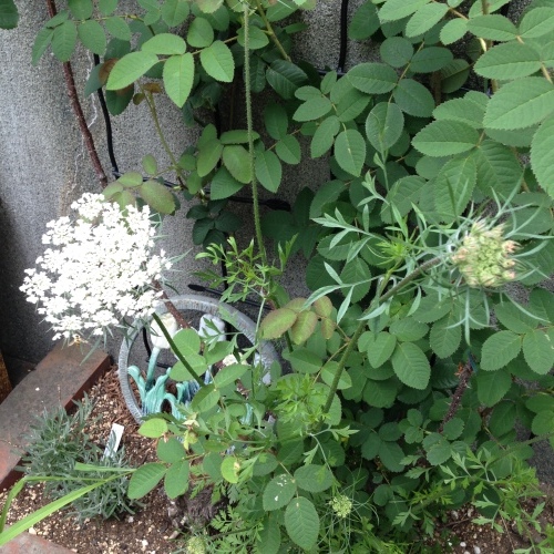 d0320463_15412719.jpeg