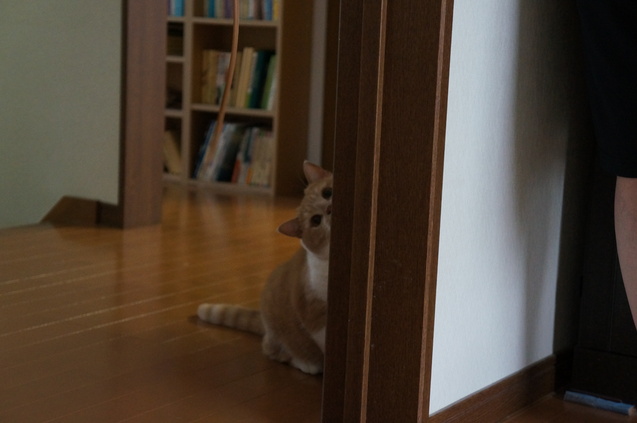 e0311172_7452691.jpg