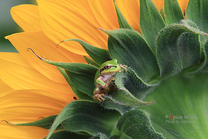 sunflower #3_f0326278_22505551.jpg