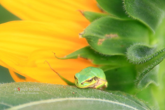 sunflower #3_f0326278_22510080.jpg