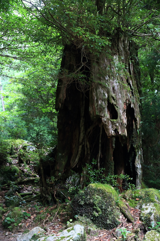 縄文杉 part.1_e0131279_20553217.jpg
