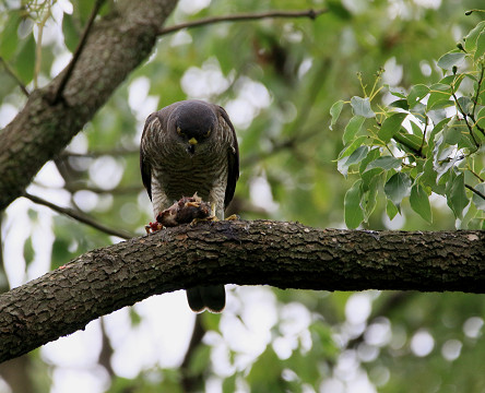 ツミの幼鳥_b0227680_22344540.jpg