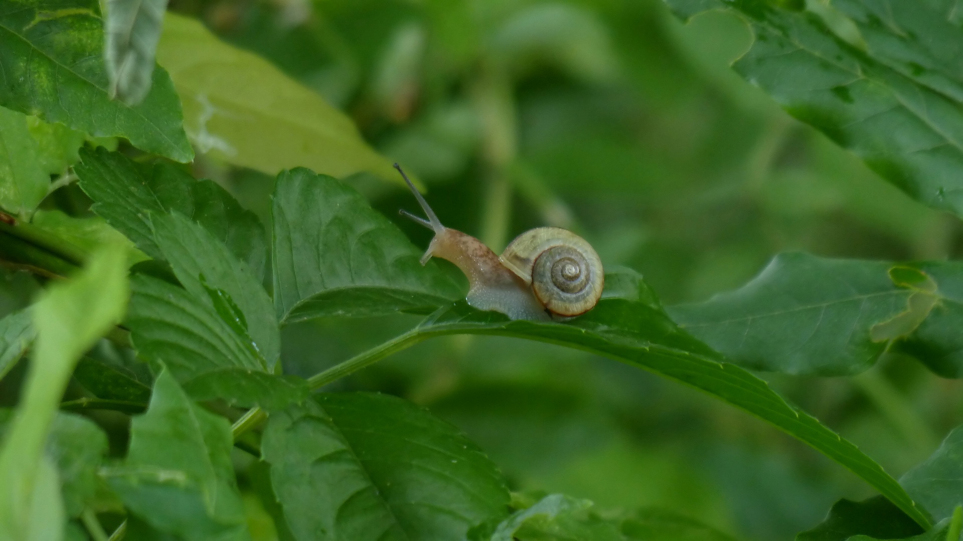 でんでん虫は巻貝です 夜つぐみの鳴くところで でんでん虫は巻貝です 夜つぐみの鳴くところで