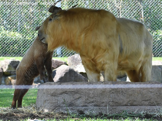 ２０１６年６月　白浜パンダ見隊２　その６_a0052986_7324082.jpg