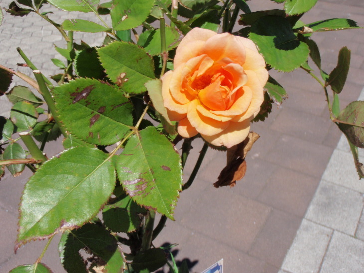 d0318191_17414716.jpg