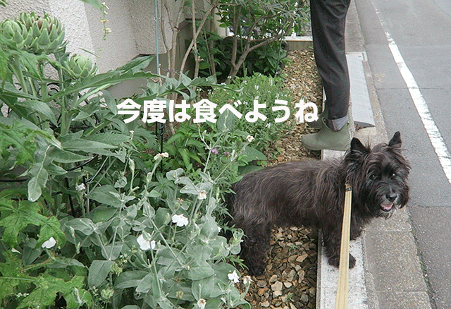 e0176691_2155678.png