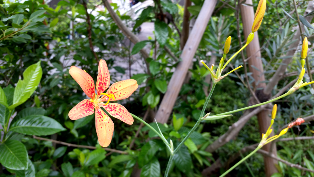 おもはらの森 植木の勉強_d0080906_19284698.jpg