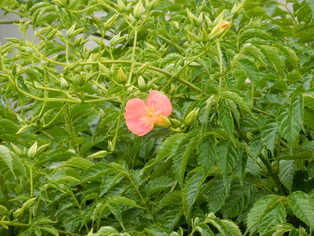 雨の中花開く_c0025115_21041550.jpg