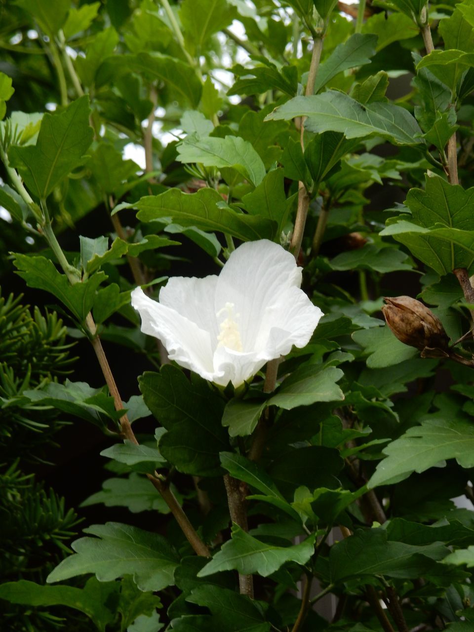 雨の中花開く_c0025115_21043407.jpg