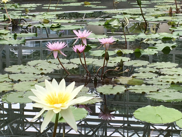 神代植物公園_e0208519_17141393.jpg