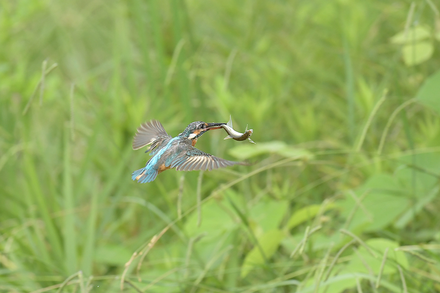 160728 雌の水物など_c0278820_20284242.jpg