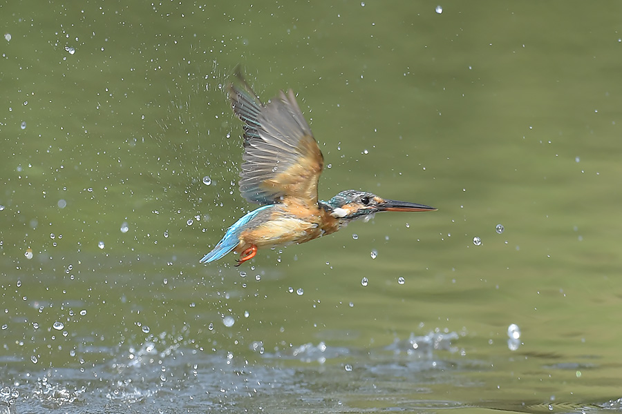 160728 雌の水物など_c0278820_20425538.jpg