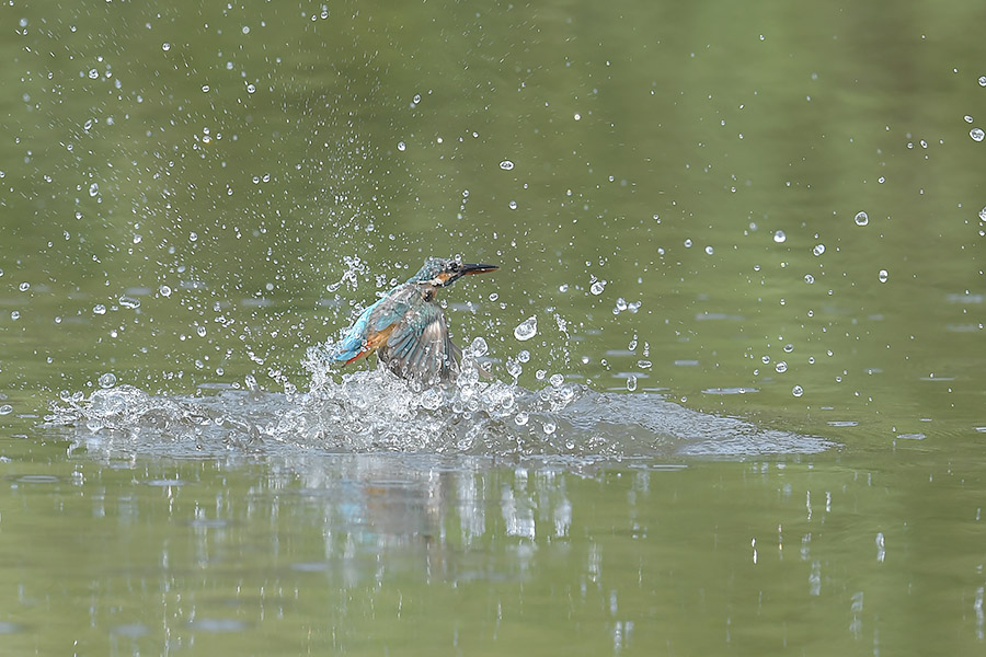 160728 雌の水物など_c0278820_20493971.jpg