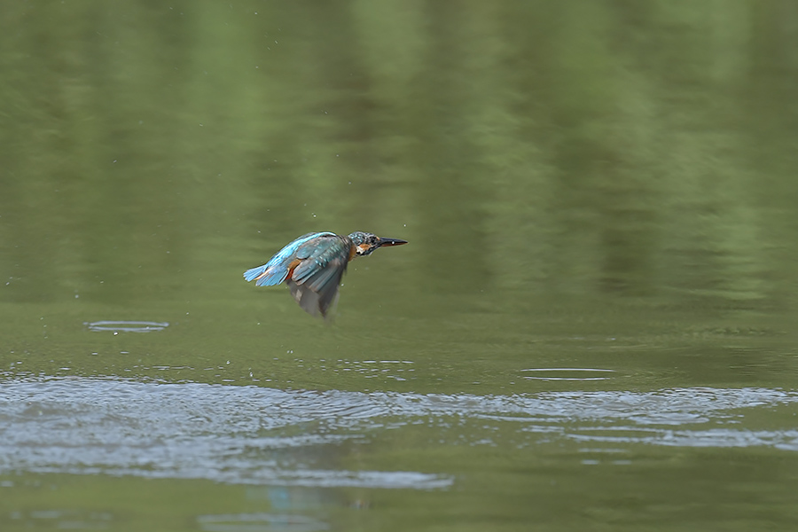 160728 雌の水物など_c0278820_20523441.jpg