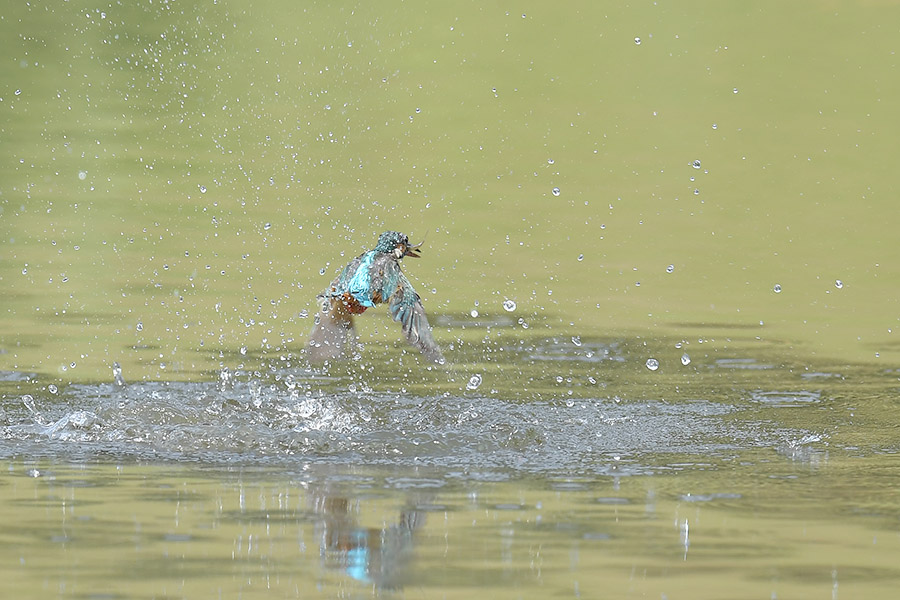 160728 雌の水物など_c0278820_2132571.jpg