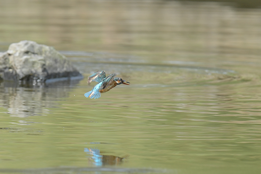 160728 雌の水物など_c0278820_2185231.jpg