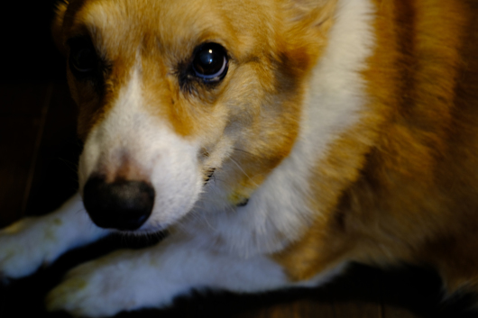 おとなし〜く_b0310424_18554158.jpg