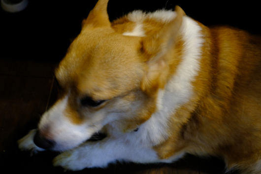 おとなし〜く_b0310424_18554322.jpg