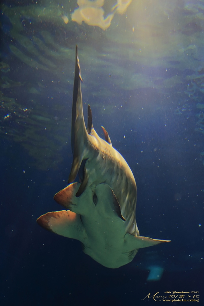 まゝに/7月の散策/水族館/アクアワールド大洗_d0342426_02090786.jpg