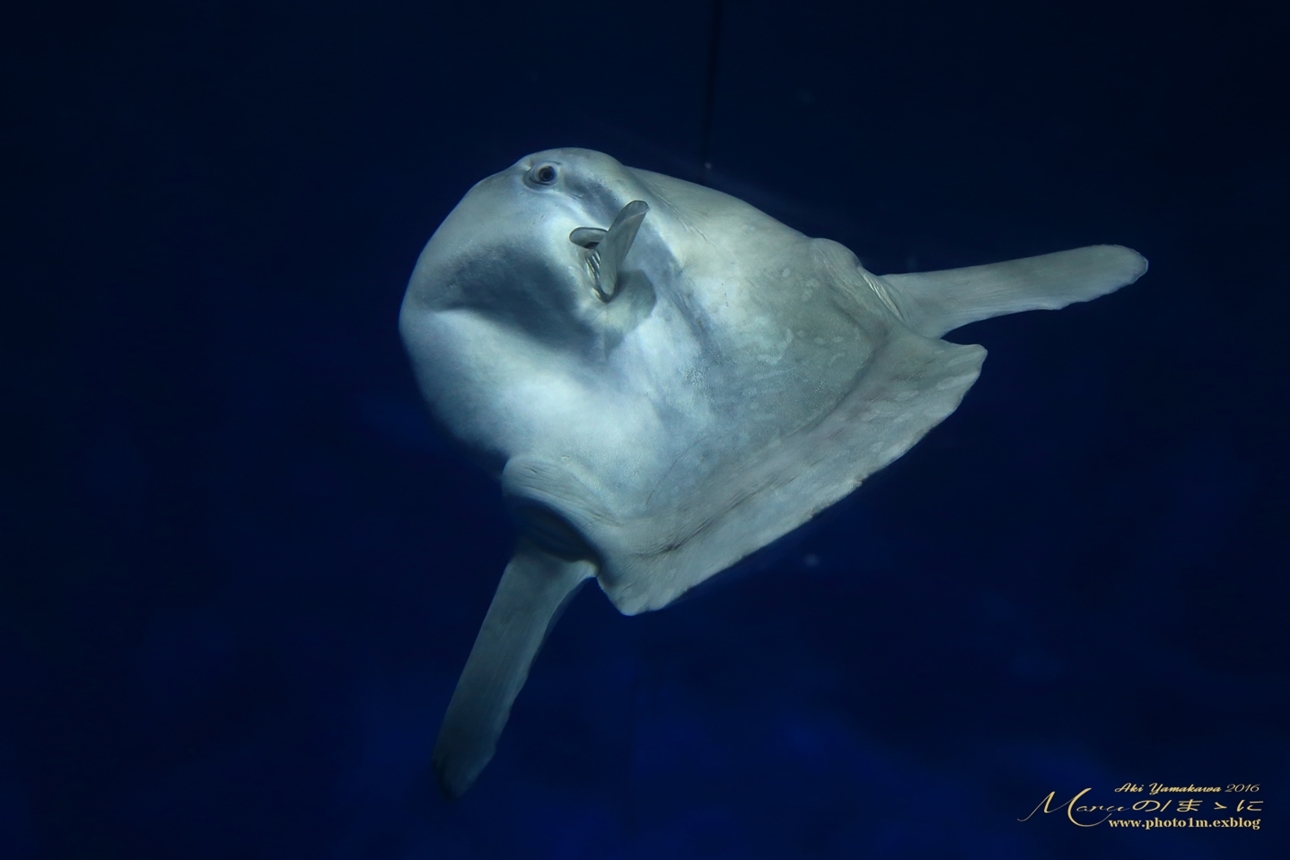 まゝに/7月の散策/水族館/アクアワールド大洗_d0342426_02090821.jpg