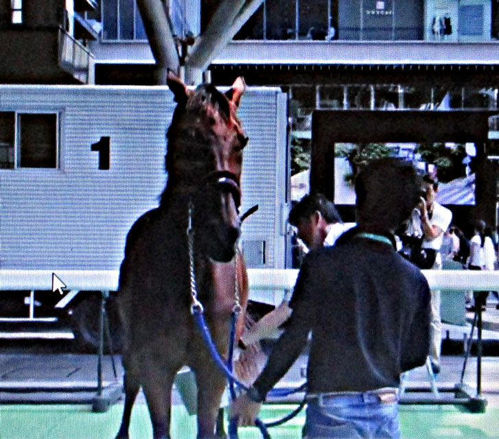 小倉競馬。_a0009035_18291128.jpg