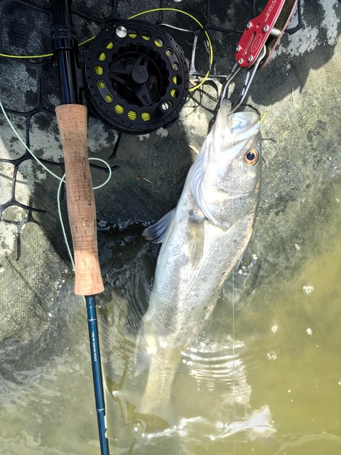 台湾ターポン、フライで釣ろう_f0280739_23491738.jpg