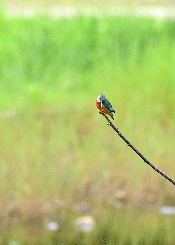 d0290240_11550516.gif