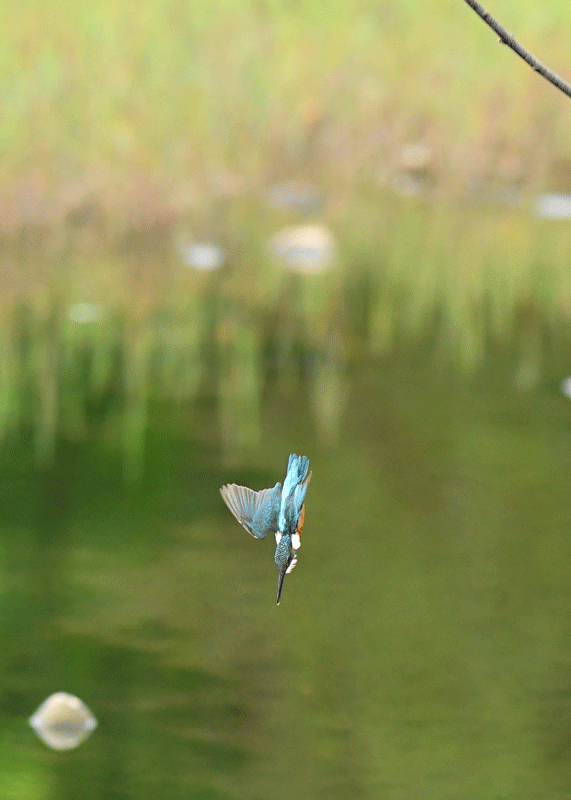 d0290240_11552567.gif