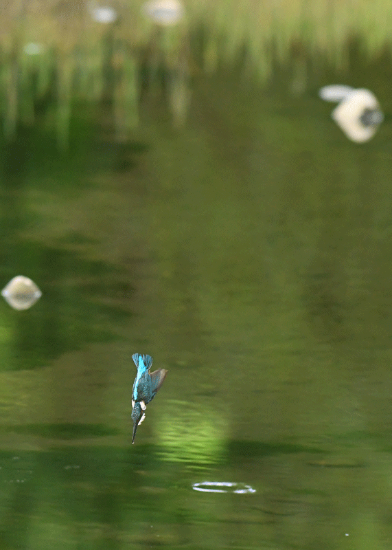 d0290240_11554792.gif