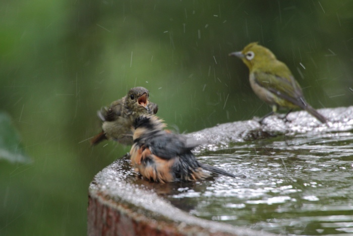 2016.7.28 水場の常連たち・権現山・キビタキ他_c0269342_21372402.jpeg