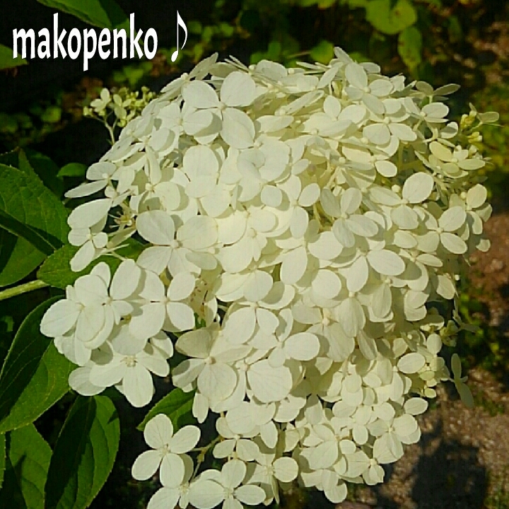 d0314745_16085145.jpg